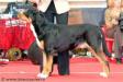 WORLD CHAMPION Sennenhund Rossii Zhrets Gran Vencedor
