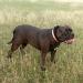 SLK Lady Midnight Of CB Bulldogs