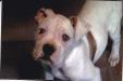 The Puppy of Liverpool