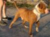 Alexis' Bulldogs Juggernaut of Simply Incred-a-bull