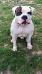 Rose Bull's Korsan Of Anatolian Bulldog Kennel