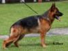 CGC * CGCA * UKC Champion Bosse vom Hühnegrab