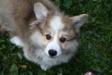All You Need Is Love Foxy Fellow n/b