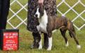 GCH Aim High's Keeper Of The Flame