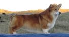 Nireno Sirius Dogstar