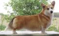 Nireno Sian From Wales