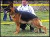 Hoss Vom Schwedenring