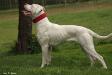 Bingen Bulldogs Foehn