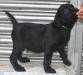 Vaugirard de Lipa's Giorgio (Diesel)
