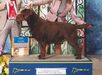 AKC GCH Sheabourne's Grizzly Adams