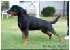 MULT CH, 8XCAC,CACIB Zendy from royal breed