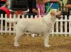 AKC GCH CAN CH UKC C Annual's Nostalgic at Hilldreams