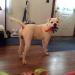 Cappie of Liverpool