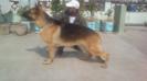 Don of Deejay