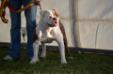 Ghost Bulldogs Brooklyn