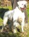 BandM's Bull Chelly of MBK