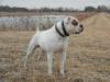 Black Swamp Bulldogs Maynard