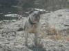 Black Swamp Bulldog's Bella of Bull Pull