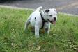 Showtime's Action Jackson of Black Swamp Bulldogs