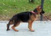 Spartacus von Haus Niti