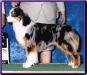 AKC CH Northbay's Who's That