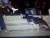 Bad Company Bulldogs Critter