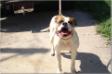 Bad Company Bulldogs Gracie