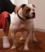 Bad Company Bulldogs Rufus