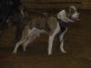 Bad Company Bulldogs' ICEMAN