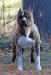 AKC CH WR Eye of the Tiger (Coca)