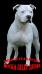 AbsoluteAmstaff Rocka Billy Rebel