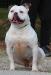 Venezia's Zara of Bomberbulls