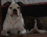1stPickBullies She's My Alibi of House of Bulls
