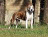 BISS Amstaff Camarilha Kyra Gracie Diamond