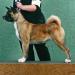 BVIS UKC GCH, INT-CH, HVCH, VET-HVCH, ALT-HVCH Tokuguay's Guns N Scarlet Roses