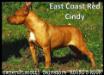  East Coast Red Cindy
