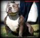 Chavez' Bullycamp's Blue Diamond