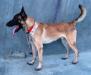 MANALO K9's KNIGHT