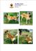 MANALO K9's JORDAN