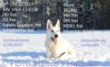 BOB, B CH Perro Blanco's Hachiko