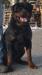 Tayson Catherine´s Dream