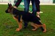 Ginger Alle von Turia Drimas