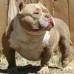 CHAVEZ BULLYCAMP'S JUGGERNAUT