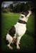 AUB Conan of Hells Bells Bulldogs