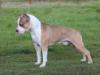 Irgen Gold Vickmaer