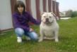 Gangsta's Bulldogs IceMan