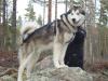  Snowcreek's Blizzard Grey Wolf