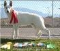 UKC CH Foxhunt's Enchanted Yaschak