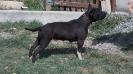 Durancebt Cora Bulls Kingdom