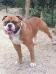 Ghost Bulldogs Hutch